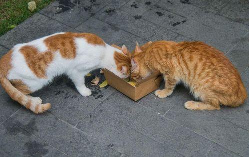 娱乐吃瓜酱流浪猫小菊